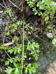 Chaerophyllum ramosum