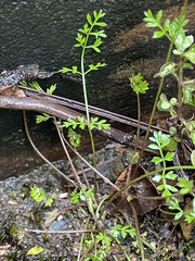 Chaerophyllum ramosum