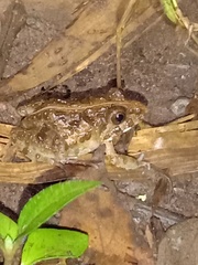 Fejervarya limnocharis