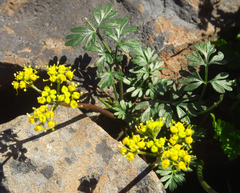 Lomatium hendersonii