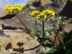 Lomatium hendersonii