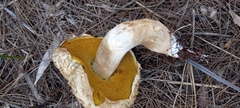 Boletellus ananas