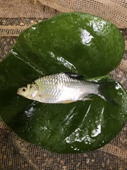 Barbonymus gonionotus