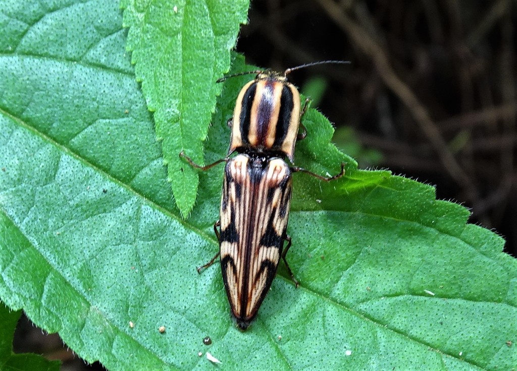 Parablacinae