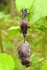 Dindymus circumcinctus