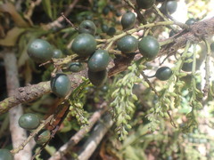 Elaeocarpus kirtonii