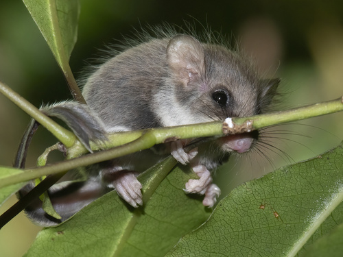 Acrobates pygmaeus (Shaw, 1793)