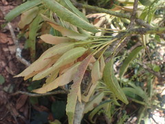 Elaeocarpus kirtonii