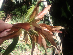 Elaeocarpus kirtonii