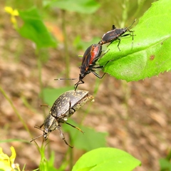 Dindymus circumcinctus