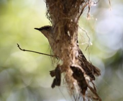 Gerygone magnirostris