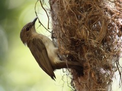 Gerygone magnirostris