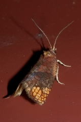 Pyrgotis eudorana