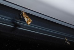 Pyroderces deamatella