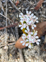 Stylidium guttatum