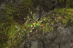 Stellaria irrigua