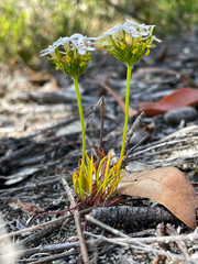 Stylidium guttatum
