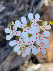 Stylidium guttatum