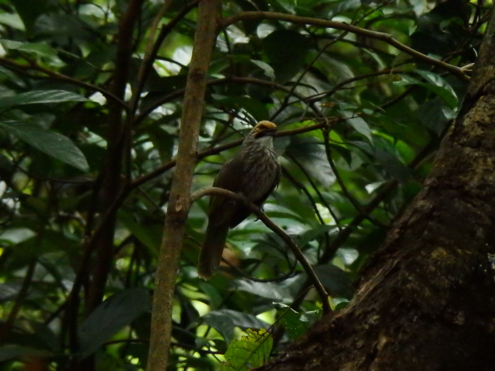 Straw-headed Bulbul (Pycnonotus zeylanicus)
