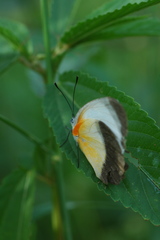 Mylothris chloris chloris