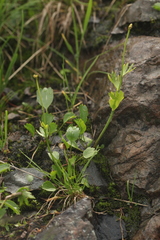 Ranunculus altaicus