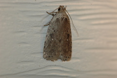 Agonopterix clemensella