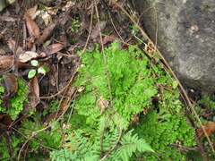 Selaginella pilifera