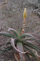 Aloe africana
