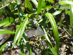 Eirmocides consimilis