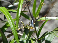 Eirmocides consimilis