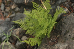 Athyrium distentifolium