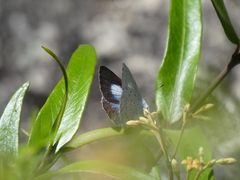 Eirmocides consimilis