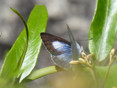 Eirmocides consimilis