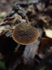Simocybe phlebophora