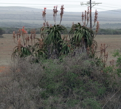 Aloe pluridens