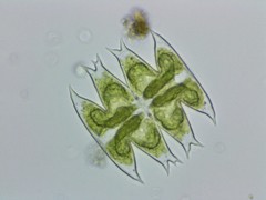 Micrasterias laticeps