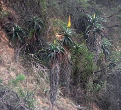 Aloe africana