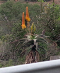 Aloe africana