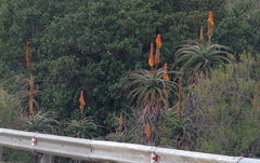 Aloe africana