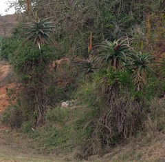 Aloe africana