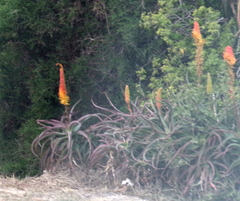 Aloe africana