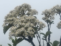 Olearia arborescens