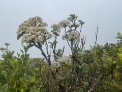 Olearia arborescens