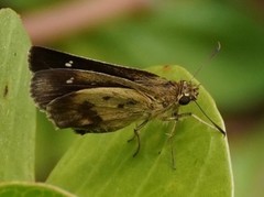 Zographetus satwa