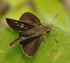 Zographetus satwa