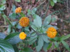 Gynura divaricata