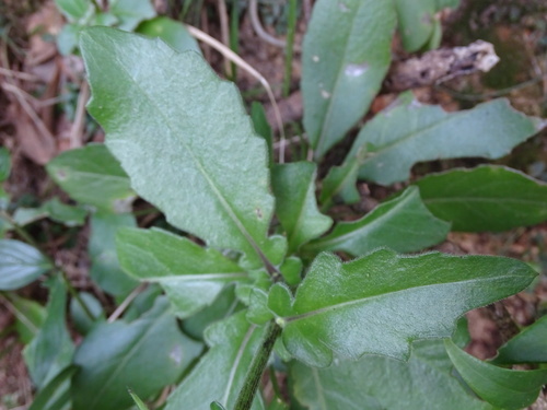 Gynura divaricata, photograph 6