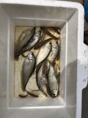 Notopterus notopterus