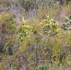 Burchellia bubalina