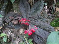 Ardisia primulifolia